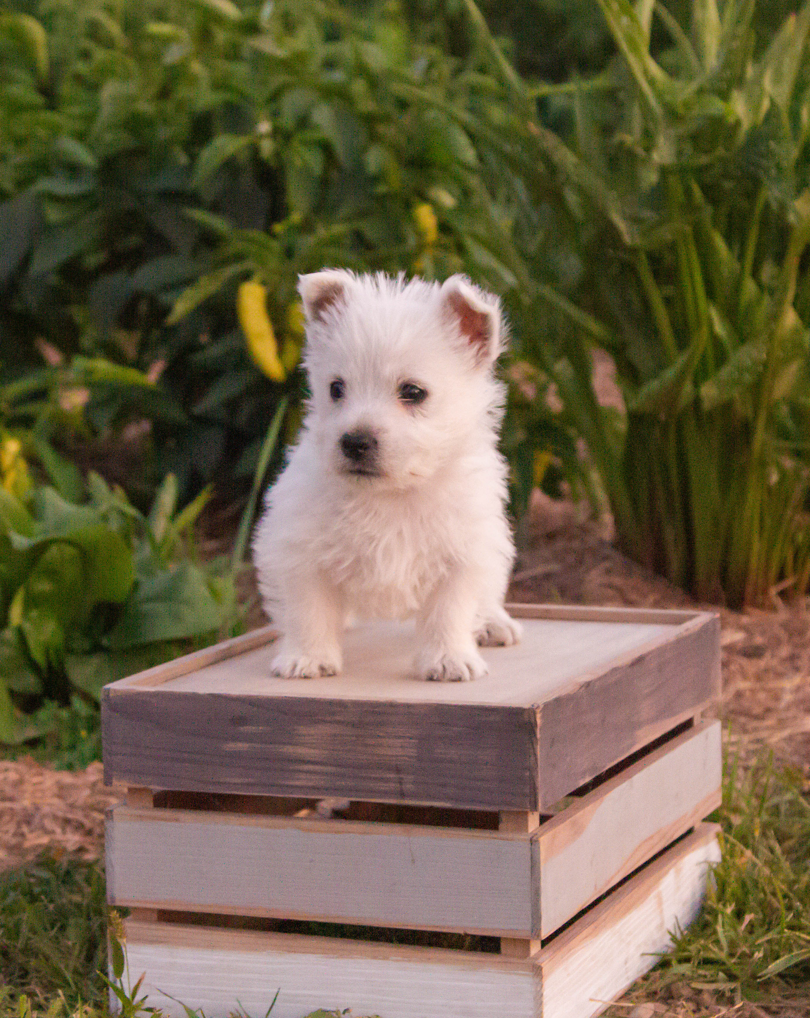 puppy, for, sale, West Highland White Terrier, Amos B. King, dog, breeder, Romney, WV, dog-breeder, puppy-for-sale, forsale, nearby, find, puppyfind, locator, puppylocator, aca